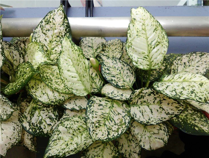 Dostawcy Aglaonema White Anyamanee - Hurtownia Aglaonema