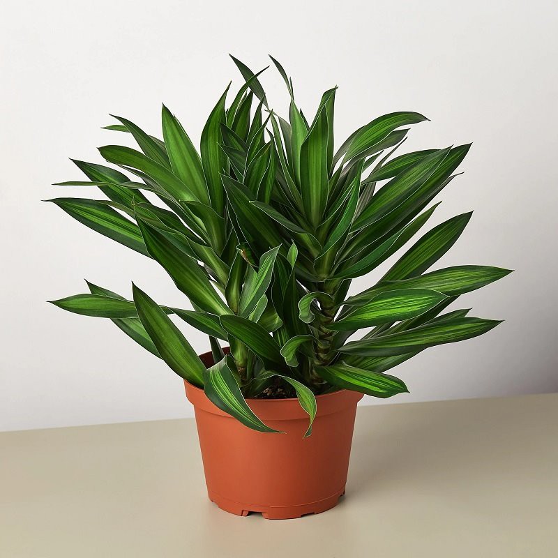 Song Of Jamaica Dracaena Reflexa Song Of Jamaica